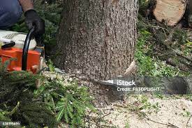 Best Tree and Shrub Care  in Greenville, GA