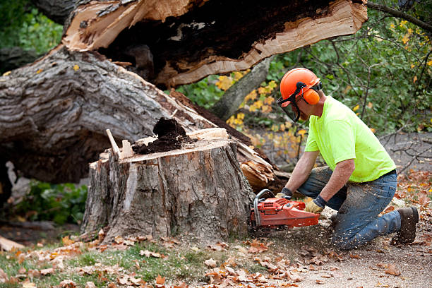 Best Tree Maintenance Programs  in Greenville, GA